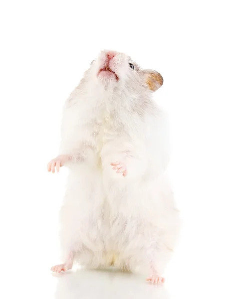 Cute hamster standing isolated white Stock Image