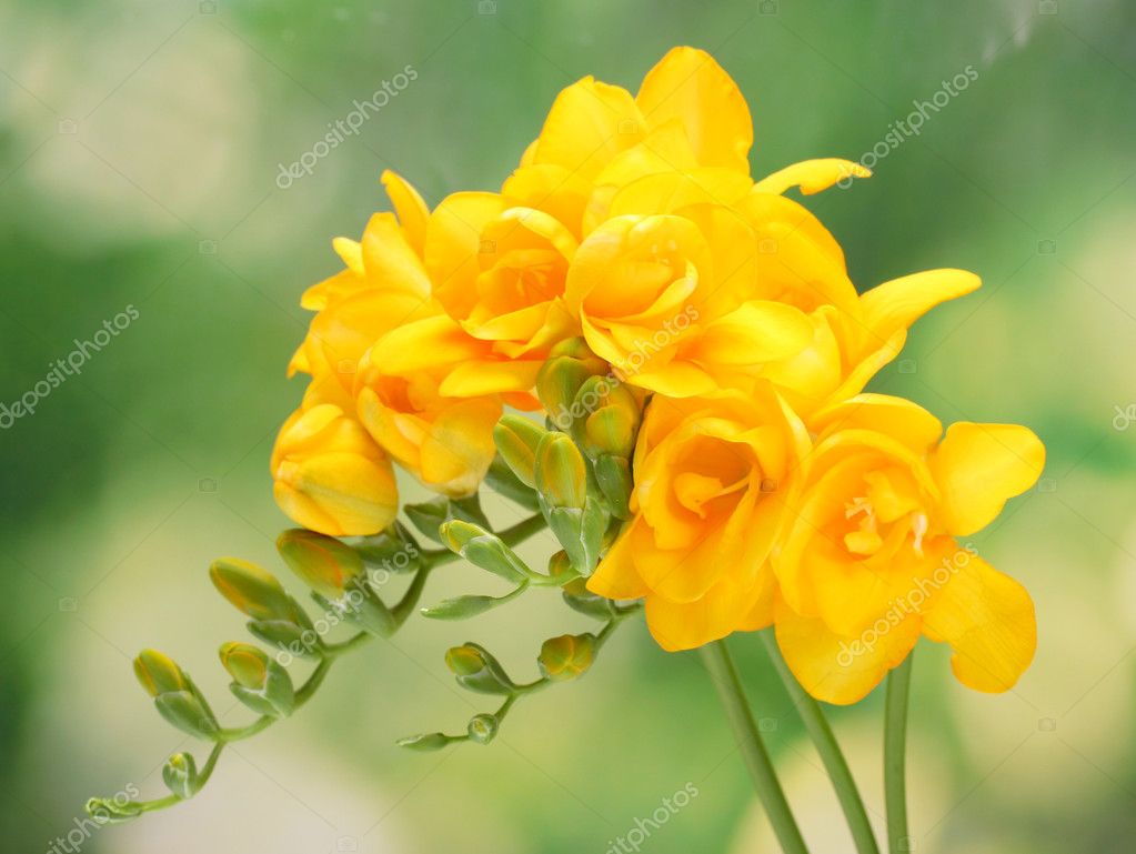 Beautiful yellow freesias on green background Stock Photo by ©belchonock  10922085