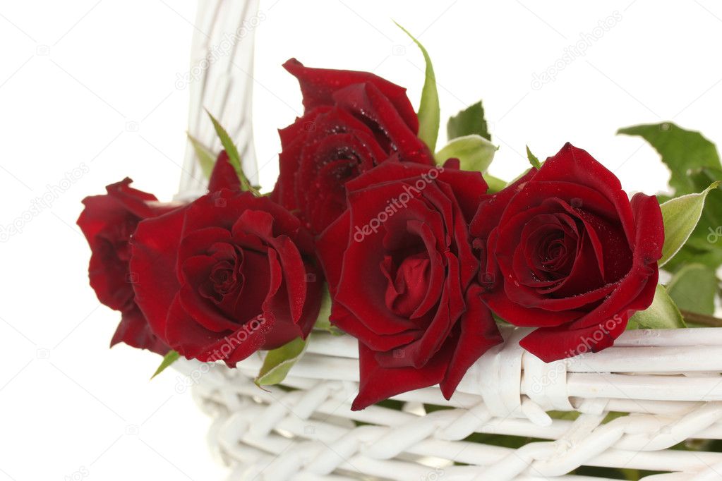 Beautiful red roses in a white basket on a white background close-up
