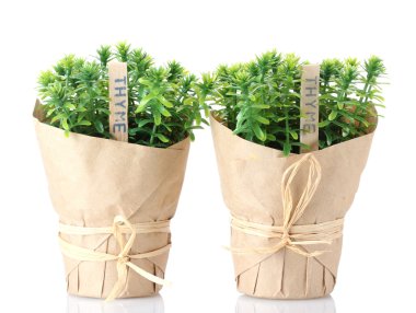 Thyme herb plants in pots with beautiful paper decor isolated on white clipart