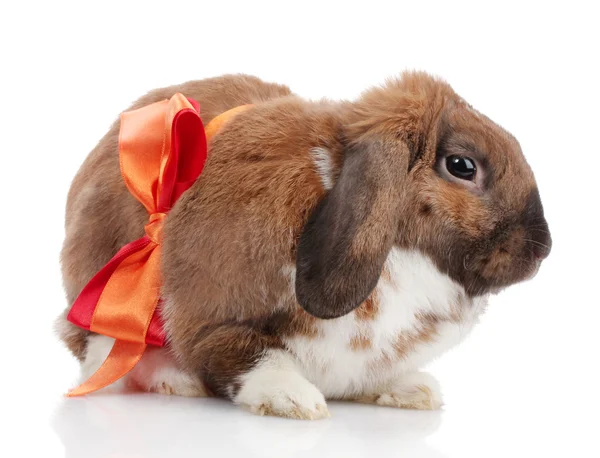 白で隔離される赤の弓とスコティッシュフォールド ウサギ — ストック写真