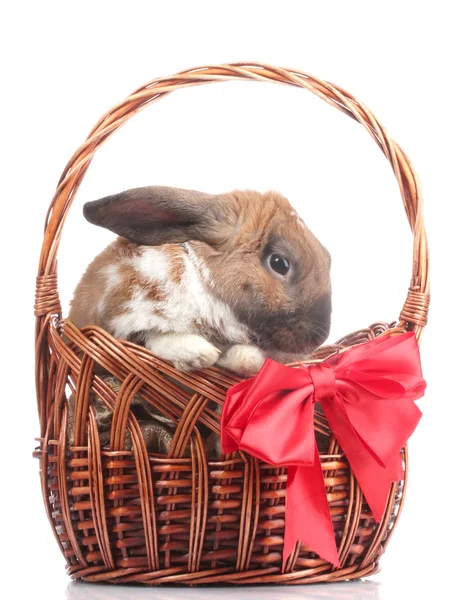 Лопнутый кролик в корзине с красным бантом, изолированным на белом — стоковое фото