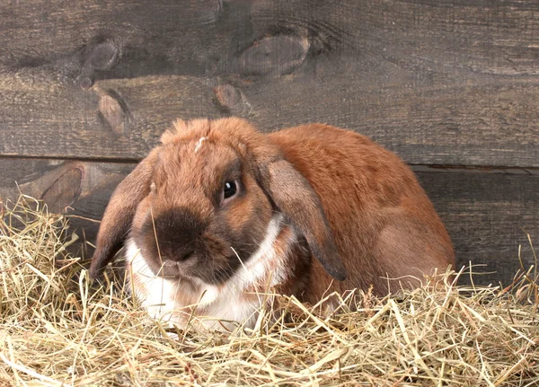 Schlappohr-Kaninchen im Heuhaufen auf Holzgrund — Stockfoto