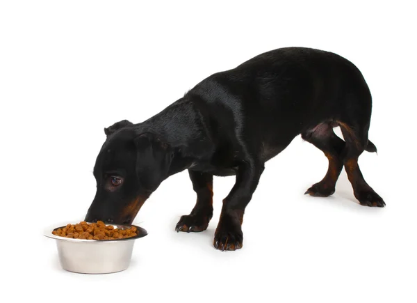 Чорний маленький собака таксі і їжа ізольовані на білому — стокове фото