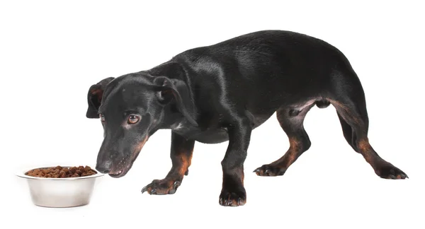 Siyah küçük daksund köpek ve gıda üzerinde beyaz izole — Stok fotoğraf