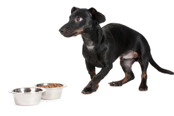 Nero piccolo bassotto cane e cibo isolato su bianco — Foto Stock