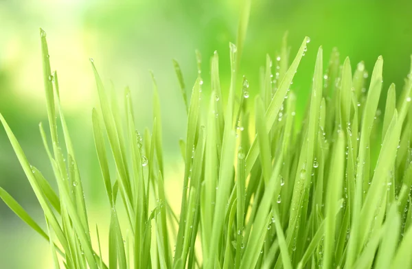 Primeros planos de hierba verde — Foto de Stock