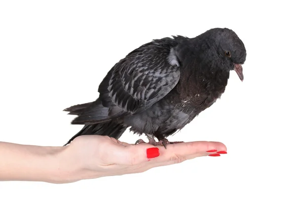 Beautiful gray pigeon in hand isolated on white — Stock Photo, Image