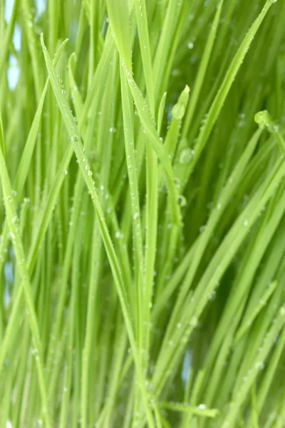 Groen gras close-up — Stockfoto