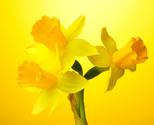 Vackra gula påskliljor på gul bakgrund — Stockfoto