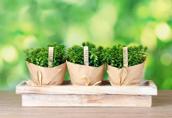 Травы тимьяна в горшках с красивым бумажным декором на деревянном подставке на зеленом фоне — стоковое фото