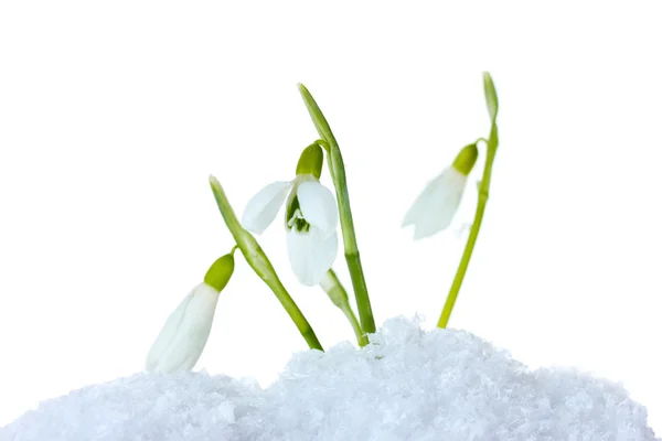 Krásný sněženky v izolovaných na bílém sněhu — Stock fotografie