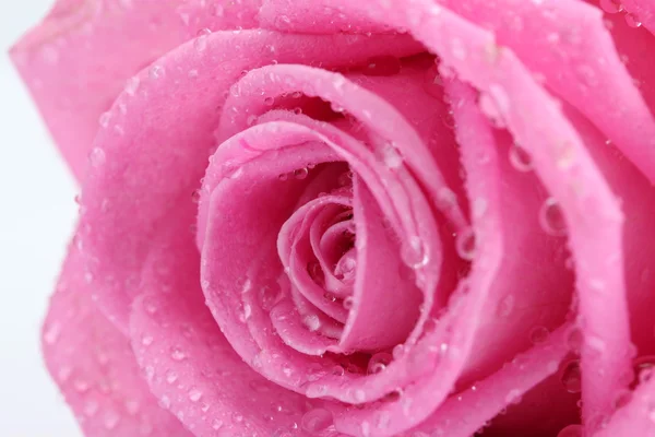 Όμορφο ροζ τριαντάφυλλο με σταγόνες από κοντά, απομονωμένα σε λευκό — Φωτογραφία Αρχείου