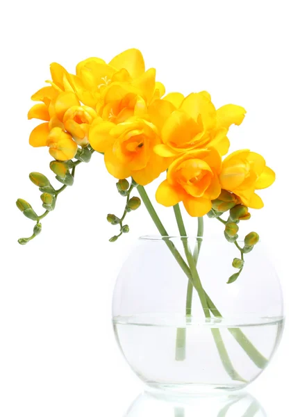 Lindas freesias amarelas em vaso isolado em branco — Fotografia de Stock