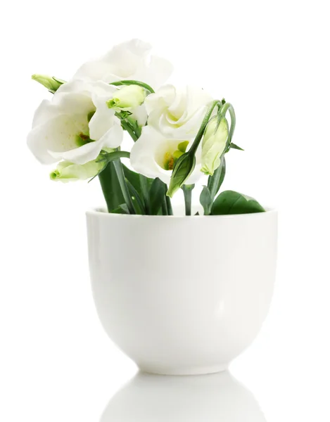 Belles fleurs printanières dans un vase isolé sur blanc — Photo