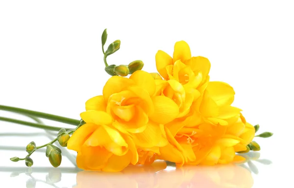 Vackra gula fresia isolerad på vit — Stockfoto
