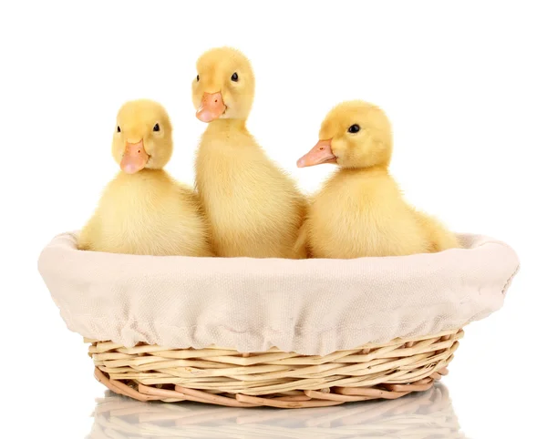Sepette Beyaz izole üç ördek yavrusu — Stok fotoğraf