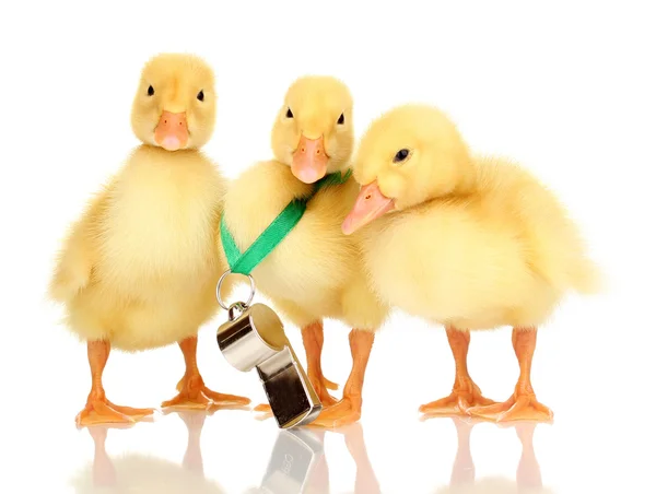 Three duckling and whistle isolated on white — Stock Photo, Image