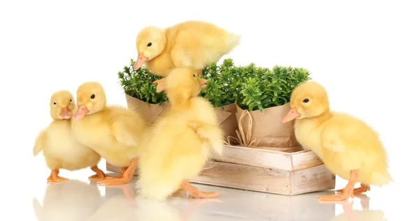 Duckling and bushes isolated on white — Stock Photo, Image