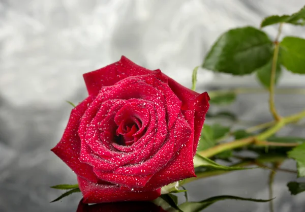 Rosa roja sobre el fondo gris de cerca — Foto de Stock