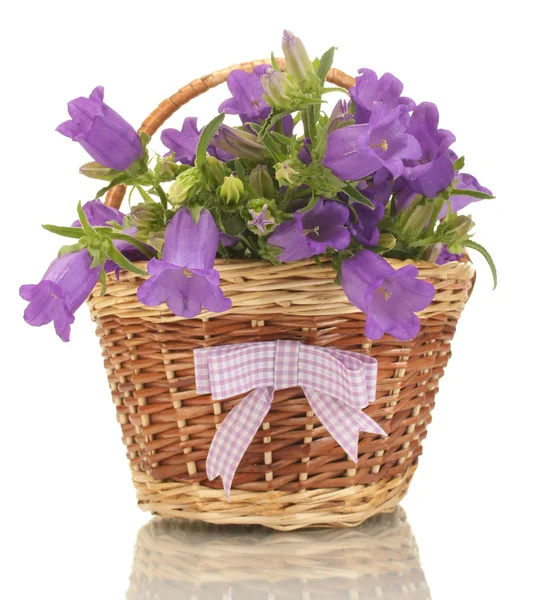 Flores de campana azul en cesta aislada en blanco — Foto de Stock