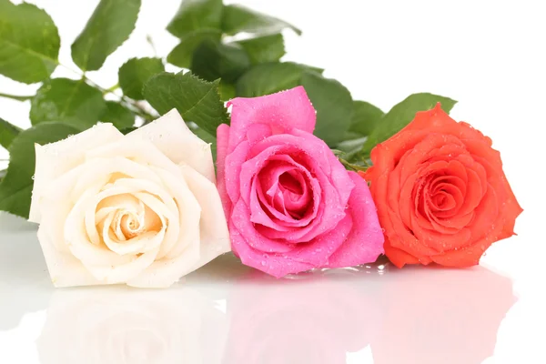 Gyönyörű rózsák elszigetelt fehér — Stock Fotó