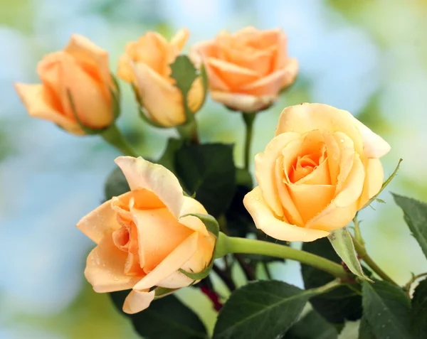 Mooi boeket rozen op groene achtergrond — Stockfoto