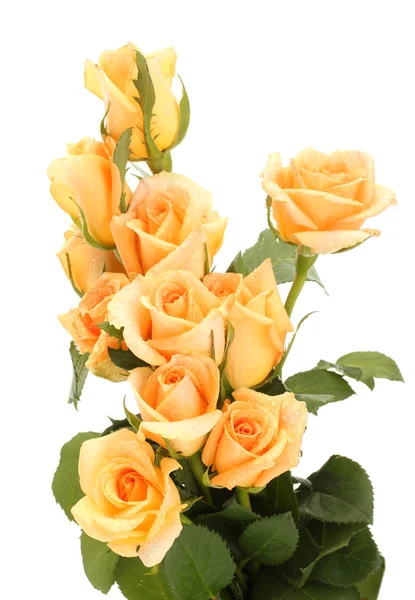 Mooi boeket rozen geïsoleerd op wit — Stockfoto
