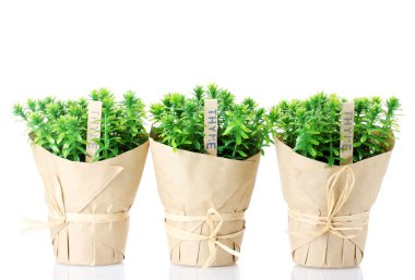 Thyme herb plants in pots with beautiful paper decor isolated on white clipart