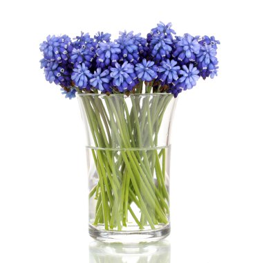 Muscari - hyacinth in glass isolated on white clipart