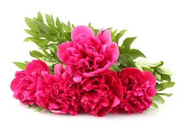 güzel pembe peonies üzerinde beyaz izole