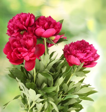 güzel pembe peonies yeşil zemin üzerine