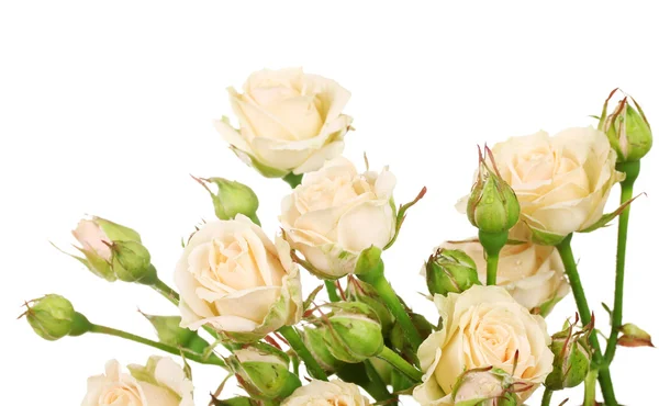 Маленькі троянди ізольовані на білому — стокове фото