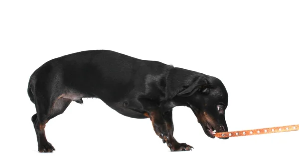 Zwarte weinig teckel hond en hond-kraag op grijze achtergrond — Stockfoto