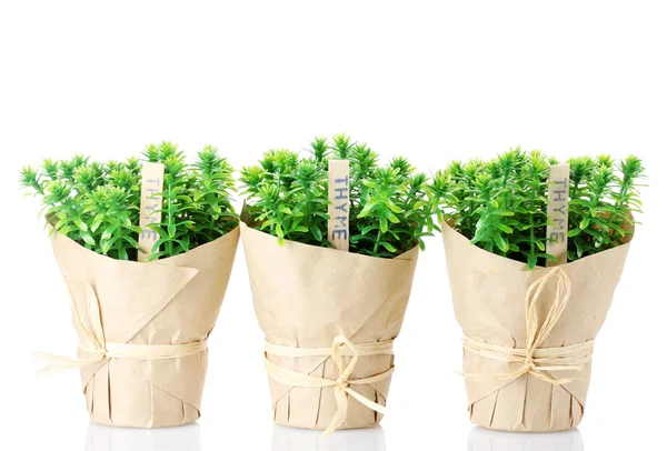 Kakukkfű növény növények edényben szép papír díszítésű elszigetelt fehér — Stock Fotó