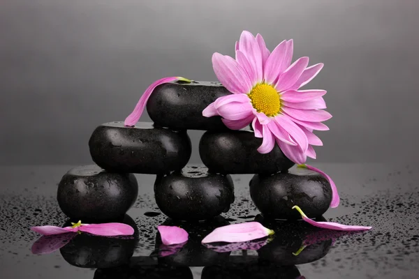 Спа камені і квітка з краплями води на сірому фоні — стокове фото