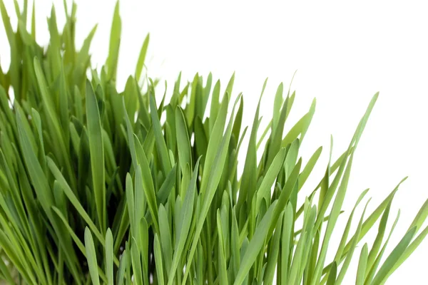 Bela grama verde isolado no branco — Fotografia de Stock