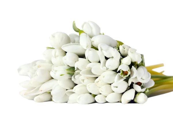 Gyönyörű csokor hóvirág elszigetelt fehér — Stock Fotó