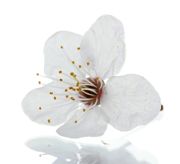 Piękny kwiat wiśni na białym tle — Zdjęcie stockowe