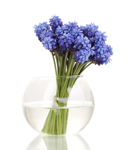 Muscari - hyacinth in vase isolated on white — Stock Photo, Image