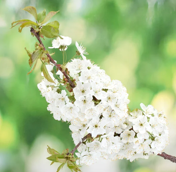 녹색 바탕에 아름 다운 벚꽃 — 스톡 사진