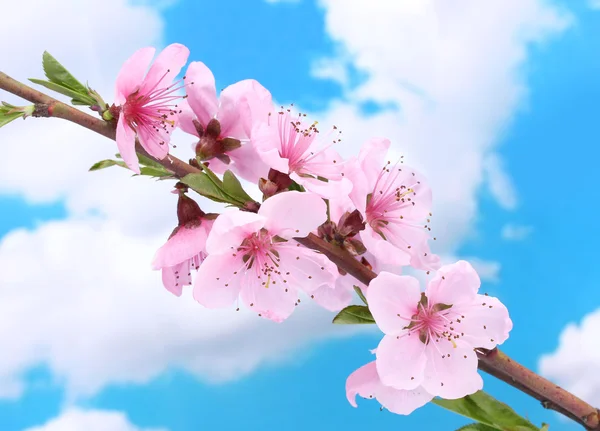 Bellissimo fiore di pesca rosa su sfondo cielo blu — Foto Stock