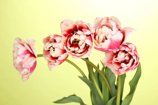 Krásné tulipány na zeleném pozadí — Stock fotografie