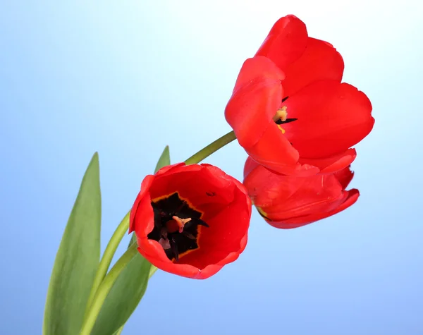Hermosos tulipanes sobre fondo azul — Foto de Stock