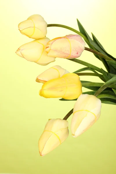 Beautiful tulips on green background — Stock Photo, Image