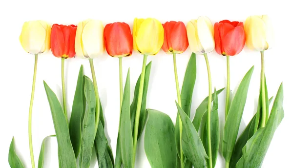 Belles tulipes isolées sur blanc — Photo