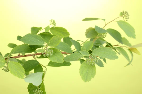 Rama con hojas verdes sobre fondo verde —  Fotos de Stock