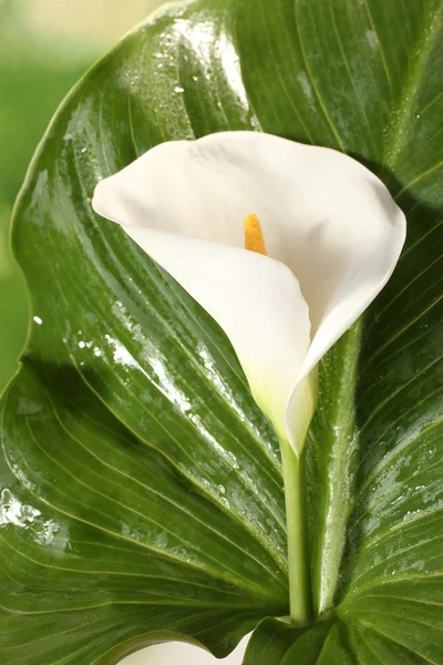 白色马蹄莲与叶上明亮的绿色背景特写 — 图库照片