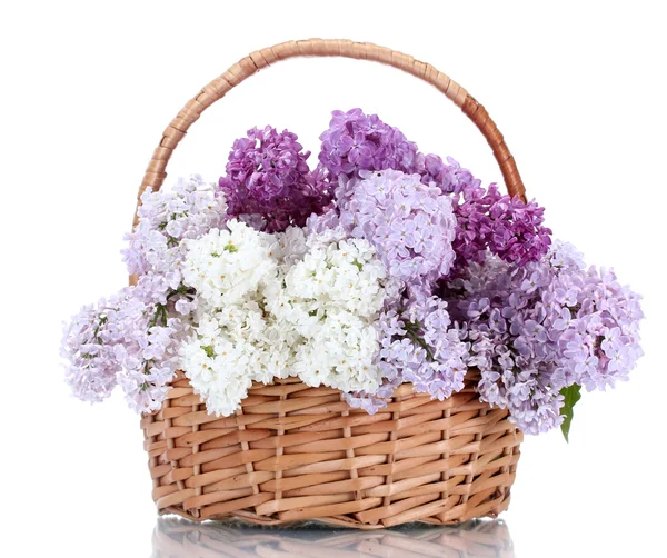 Όμορφη ιώδη λουλούδια σε καλάθι που απομονώνονται σε λευκό — Φωτογραφία Αρχείου