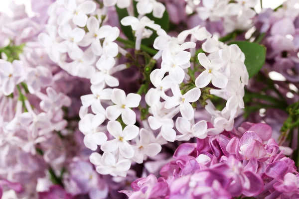 Un bouquet de lilas en gros plan — Photo